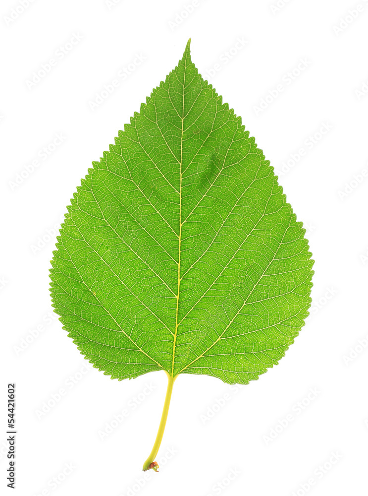 Beautiful green leaf isolated on white Beautiful green leaf isolated on white
