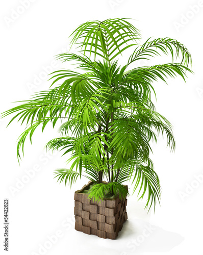 Palm Tree in 3d