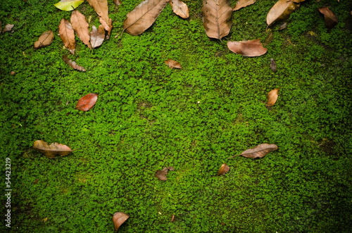 Ground path with moss