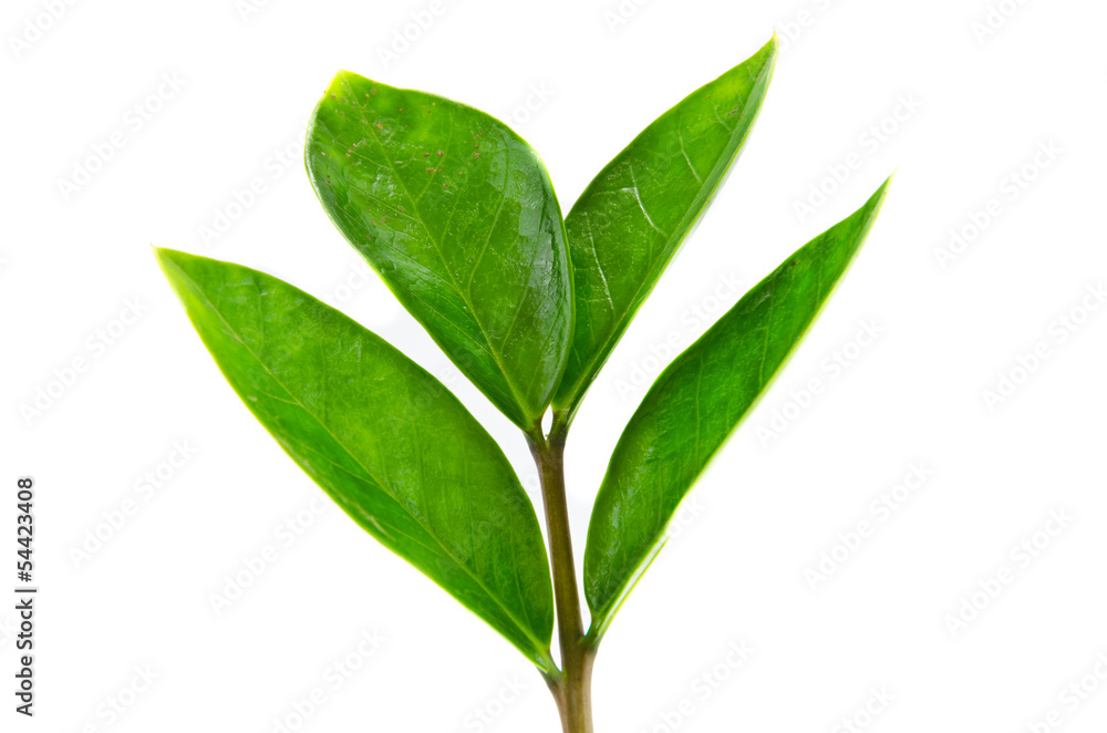 Obraz premium leaf