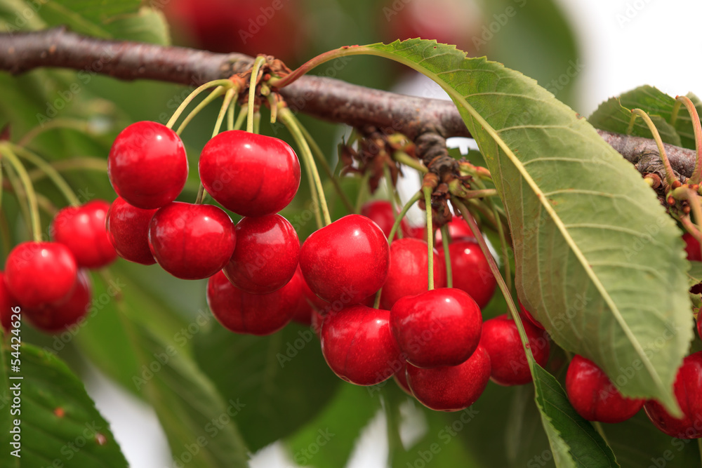 reife rote Kirschen am Zweig mit grünem Laub reife rote Kirschen am Zweig mit grünem Laub