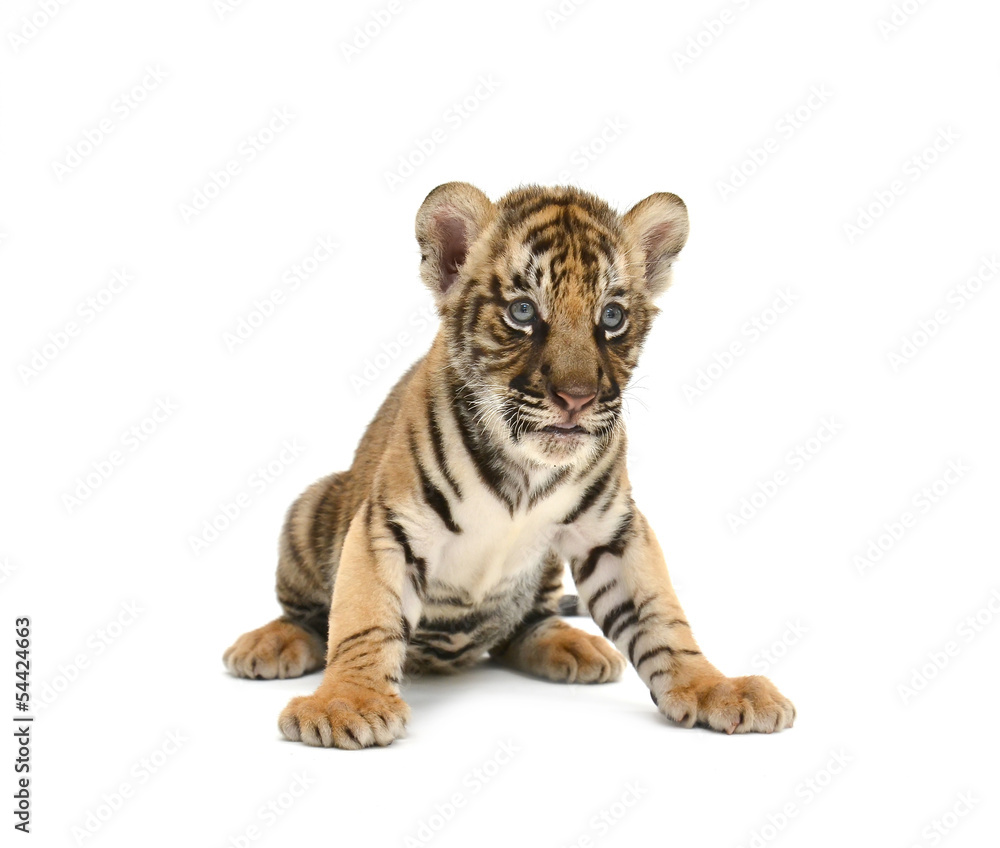 Naklejka premium Tygrys Bengalski dla dzieci