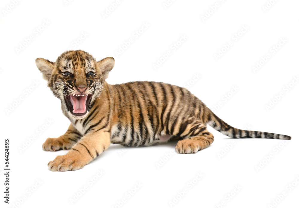 Naklejka premium mały tygrys bengalski