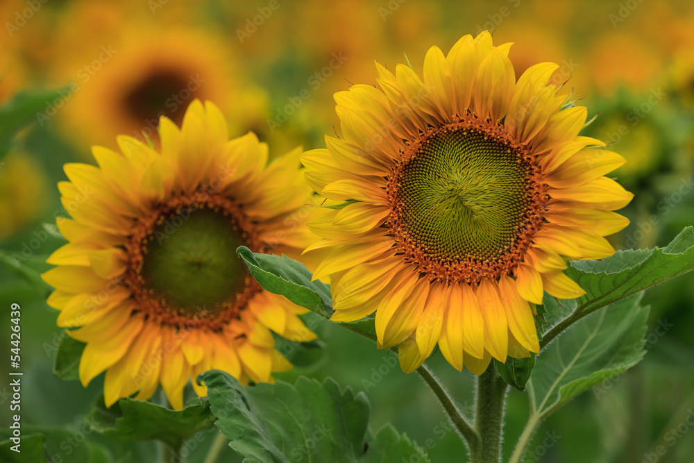 Fototapeta premium Sonnenblumen (Paar im Feld)