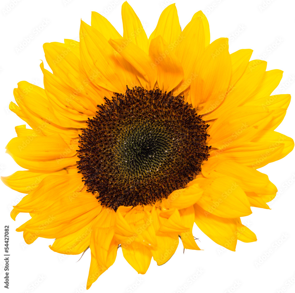Fototapeta premium Sunflower Head isolated on white