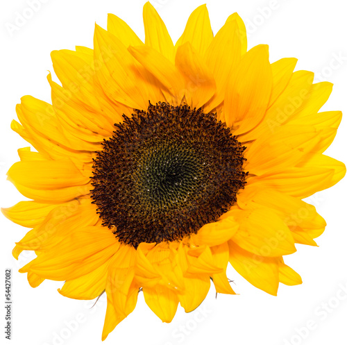 Sunflower Head isolated on white