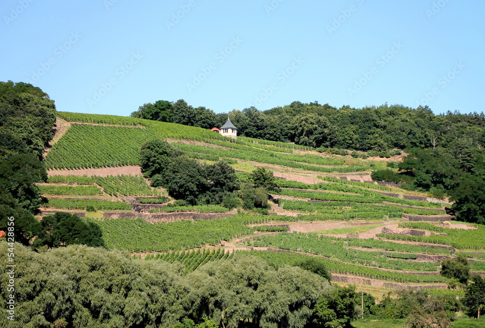 Weinbau, Sommer