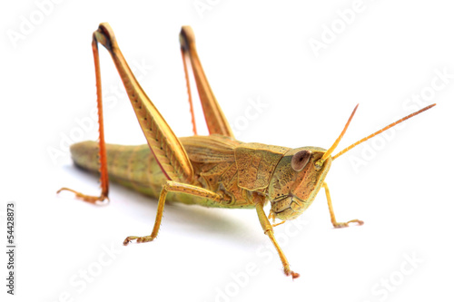 Grasshopper isolated on white