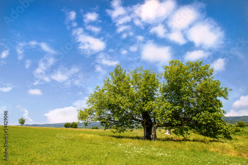Mulberry tree in green field