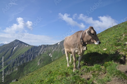 Kuh im Gebirge © Fotolyse