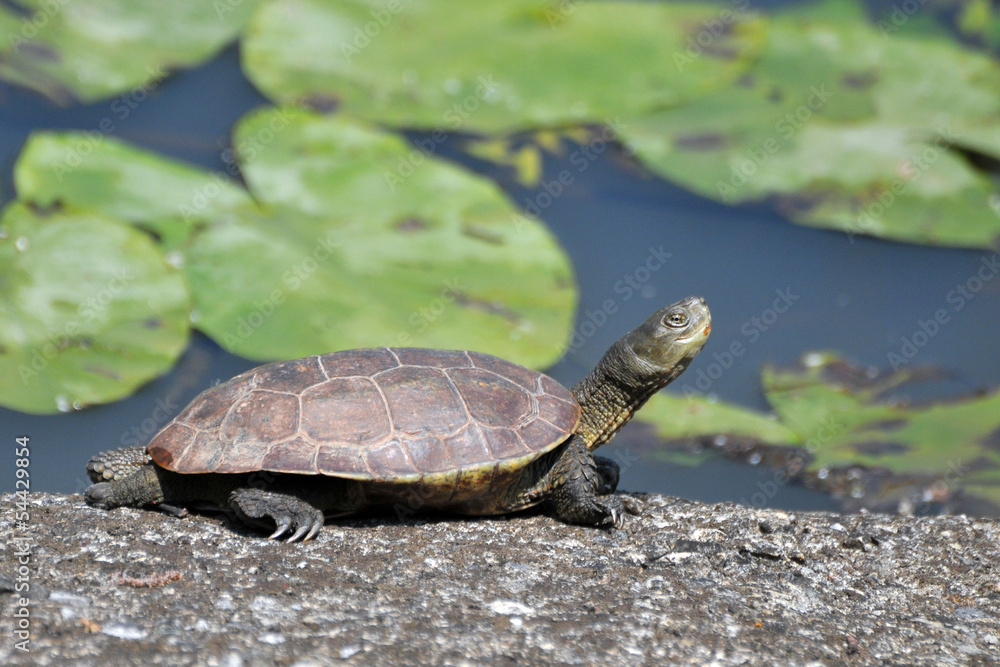 Obraz premium Tortue cistude