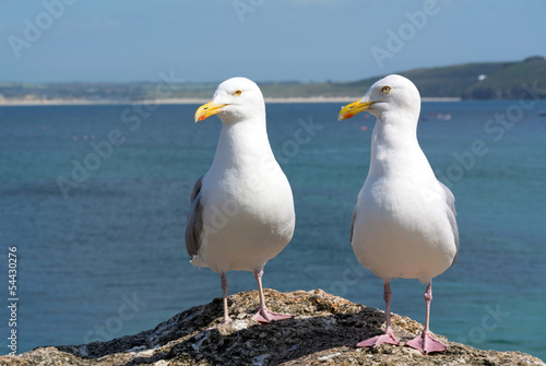 Two seagulls in St. Ives, Cornwall England.