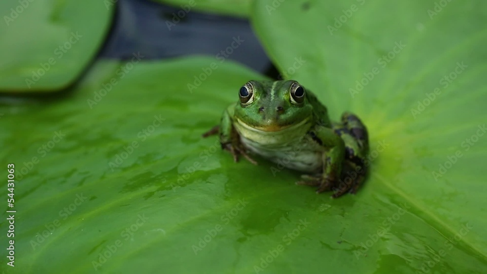 frog