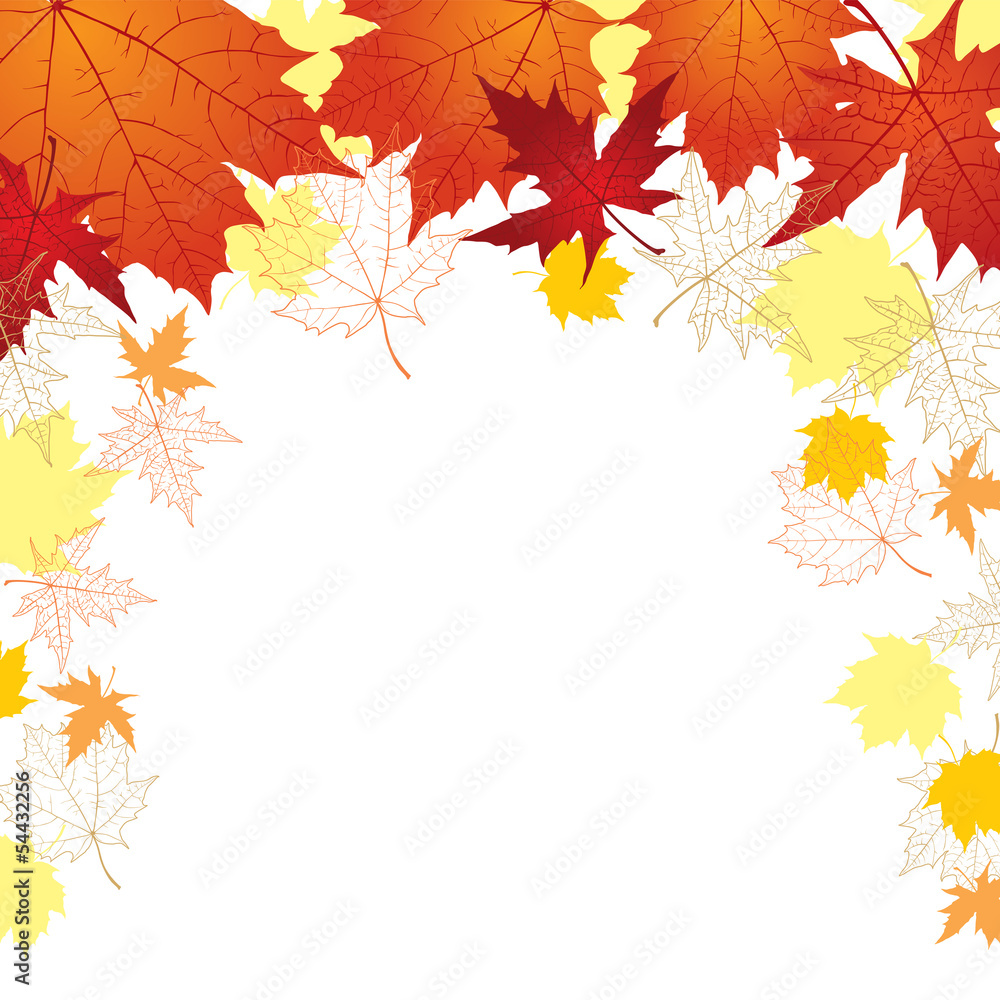 Fototapeta premium Maple leaves background