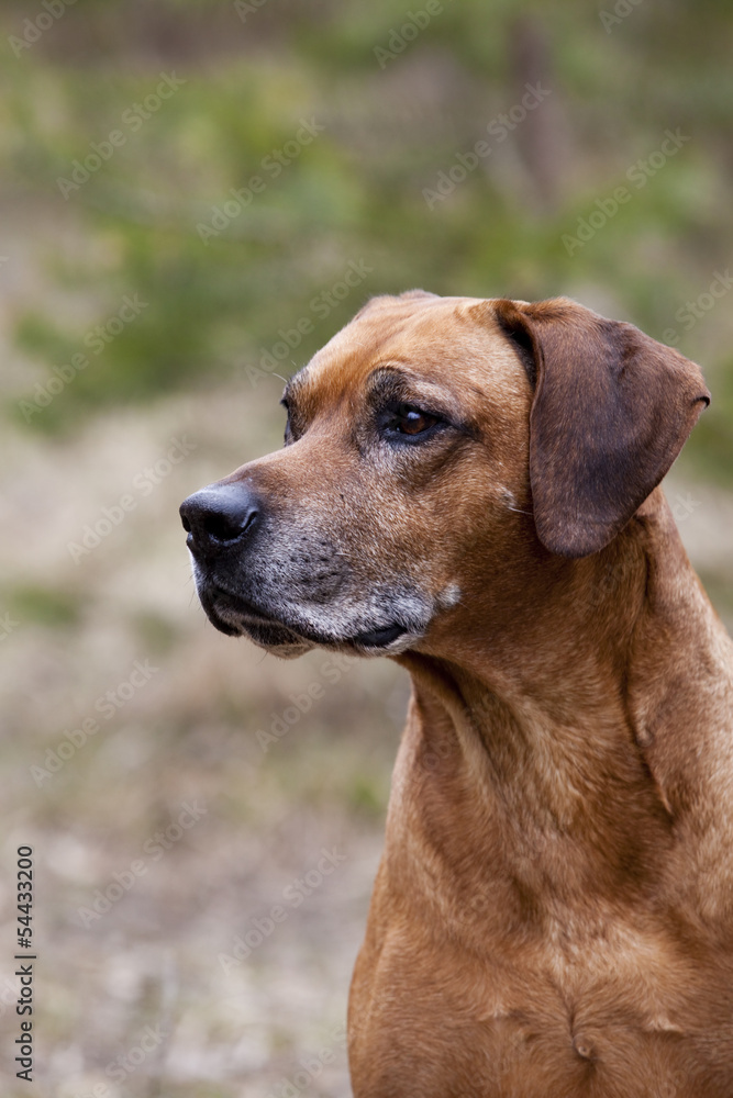Senior Rhodesian Ridgeback Male Close up Senior Rhodesian Ridgeback Male Close up