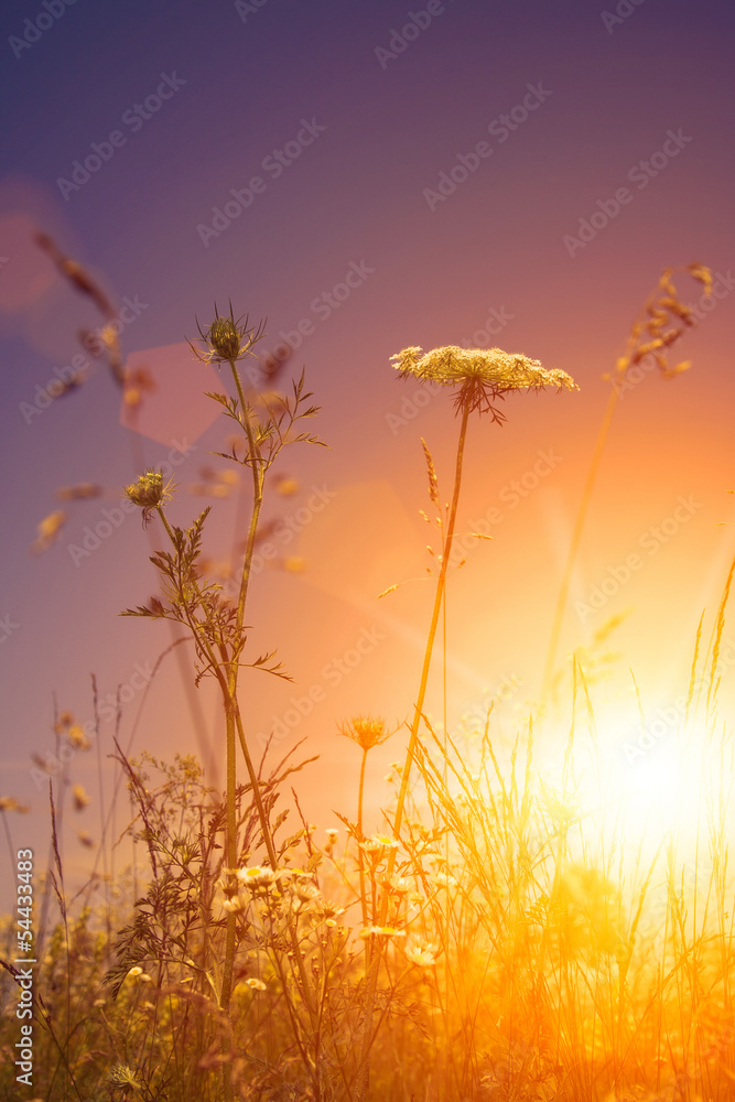 Beauty wild flowers under the evening sun, environmental backgro