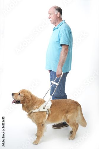 Guide dog isolated on white