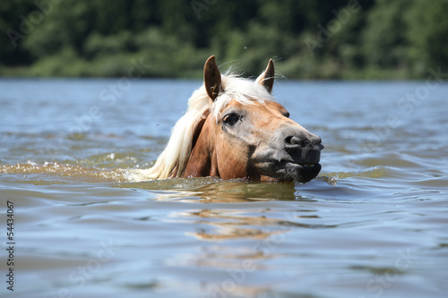 Fototapeta Naklejka Na Ścianę i Meble -  Young haflinger swimming