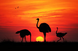 Wild ostriches at sunset