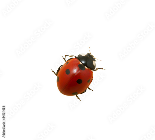 Ladybug © Alekss