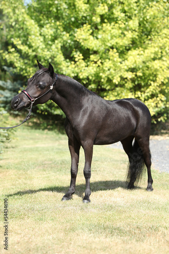 Black miniature horse in the garden