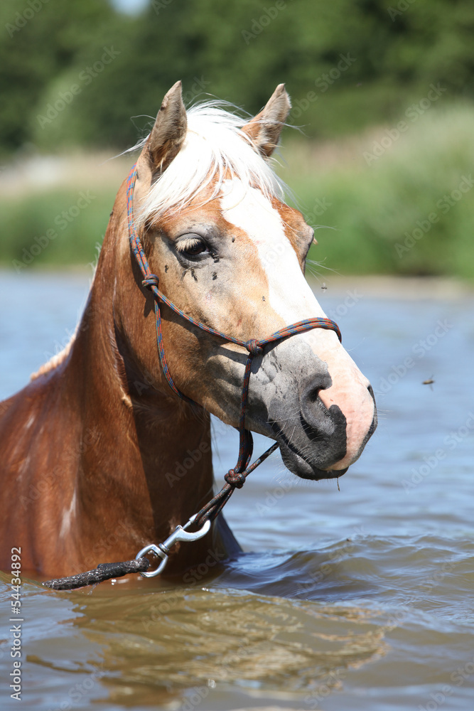 Portrait of blond haflinger in the water Portrait of blond haflinger in the water