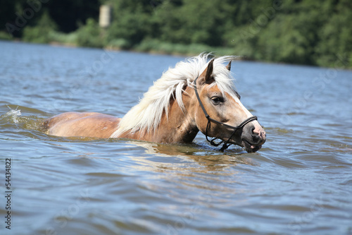 Fototapeta Naklejka Na Ścianę i Meble -  Young haflinger swimming