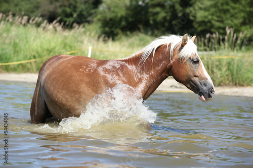 Young haflinger playing in the water