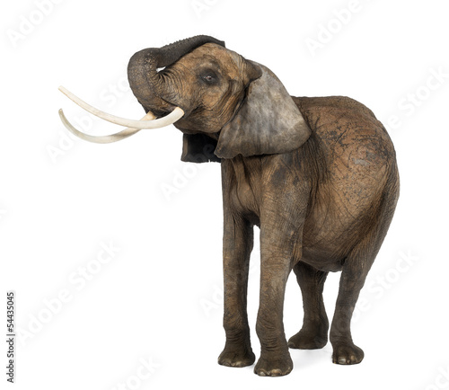 African elephant lifiting its trunk, standing, isolated on white
