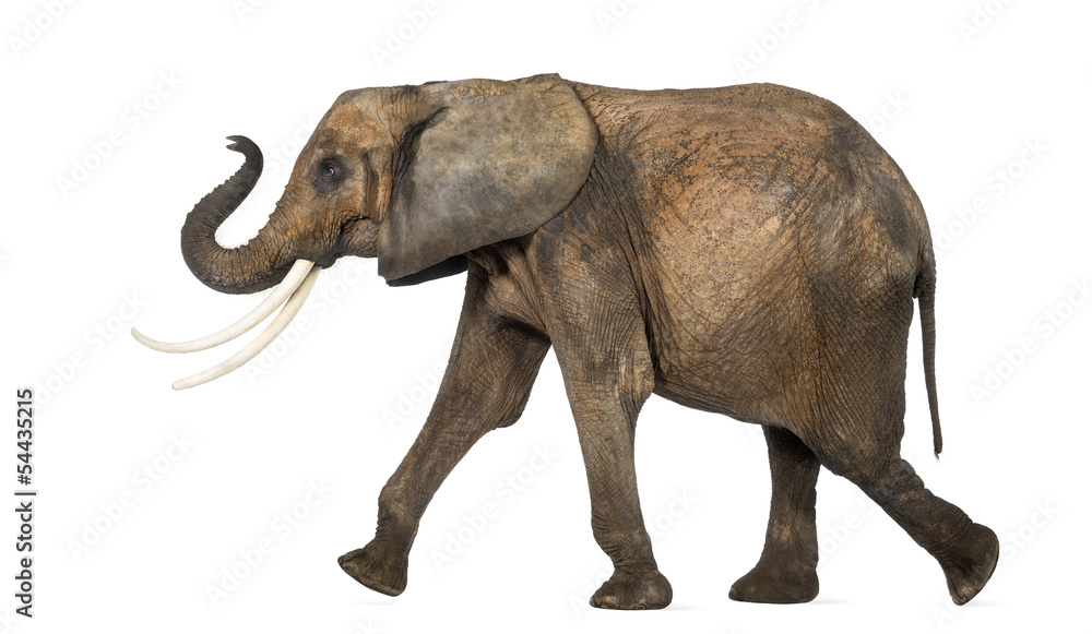 Side view of an African elephant performing, isolated on white