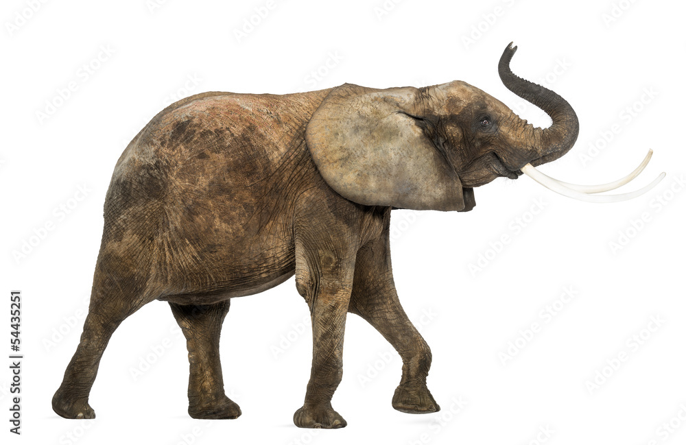 Obraz premium Side view of an African elephant lifting its trunk, isolated