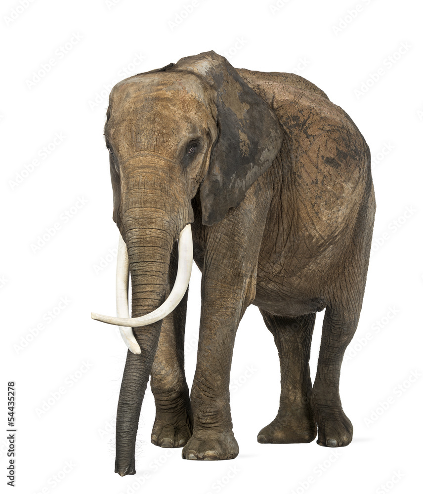 Obraz premium African elephant, isolated on white
