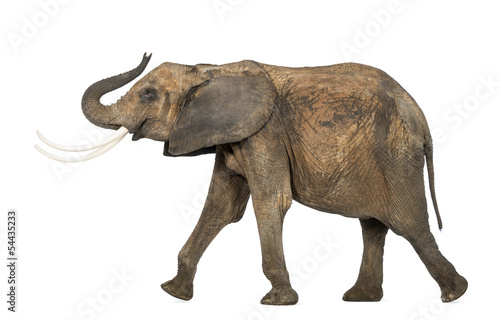 Side view of an African elephant lifting its trunk, isolated on