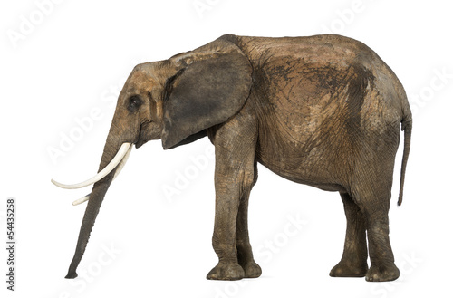Side view of an African elephant standing still  sniffing the fl