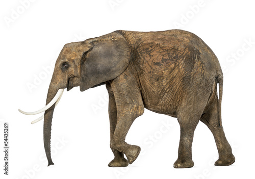 Side view of an African elephant  isolated on white