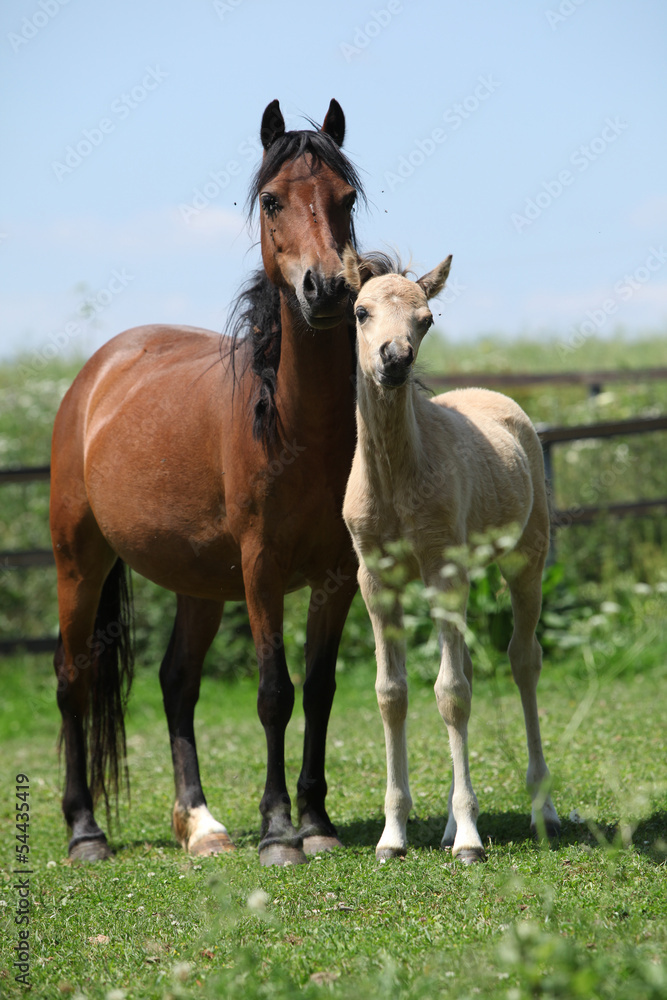Brown mare with palomino foal on pasture Brown mare with palomino foal on pasture