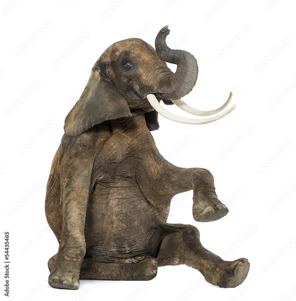 Fototapeta premium African elephant performing, seated on the floor, trunk up
