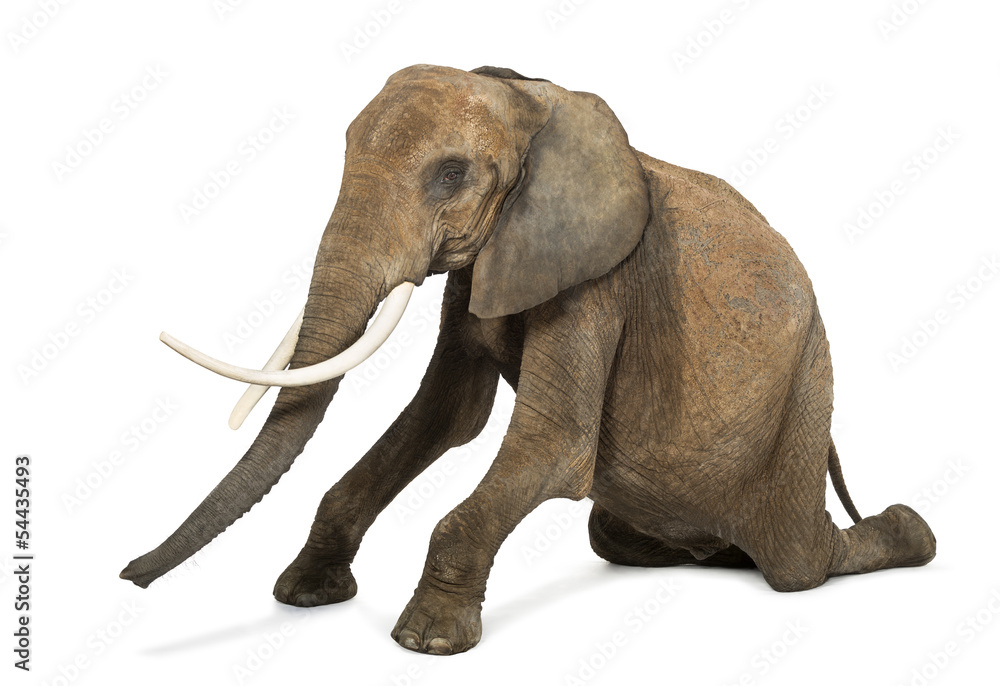 Fototapeta premium African elephant kneeling, performing, isolated on white