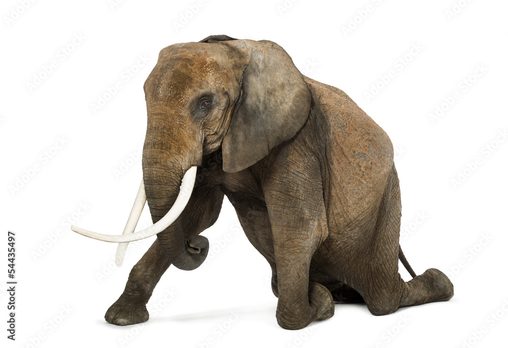 Obraz premium African elephant kneeling, performing, isolated on white