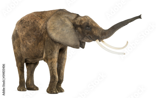 Standing African elephant lifting its trunk  isolated on white