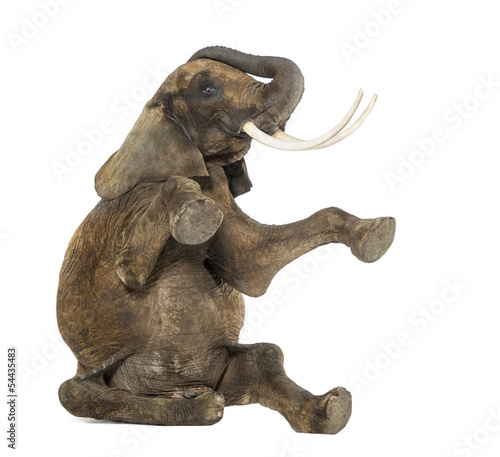 African elephant performing, seated on the floor, trunk up