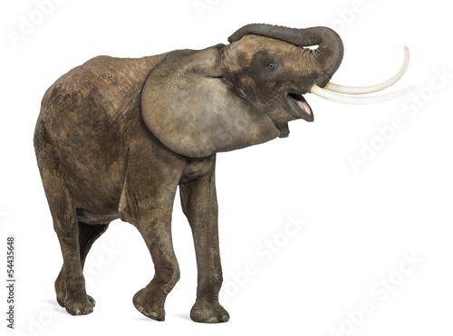 African elephant trumpeting, looking happy, isolated on white