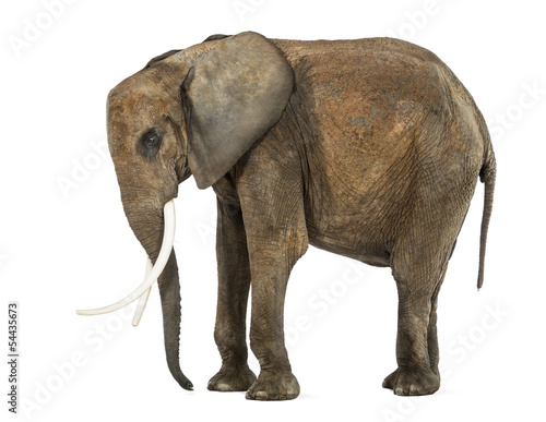 Side view of a standing African Elephant  isolated on white