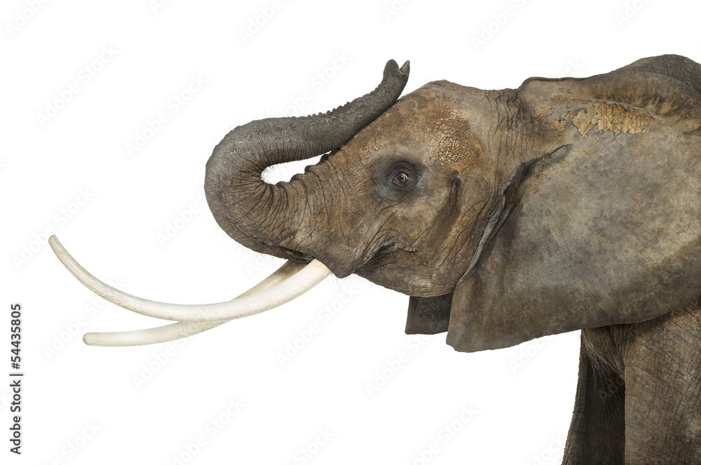 Naklejka premium Close up of an African Elephant lifting its trunk, isolated