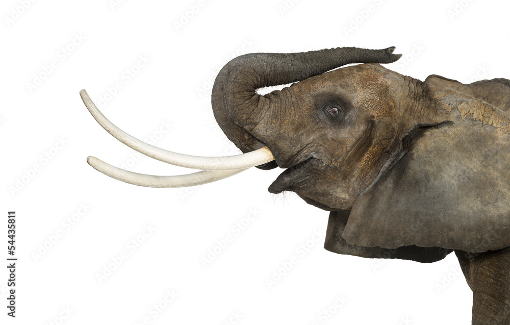 Obraz premium Close up of an African Elephant lifting its trunk, isolated