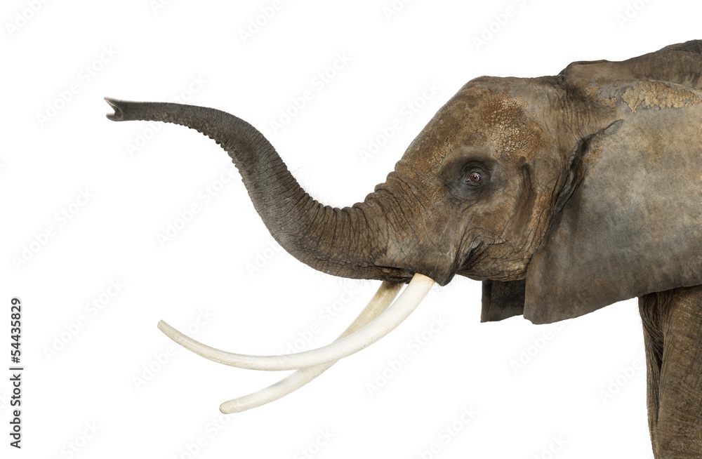 Fototapeta premium Close up of an African Elephant lifting its trunk, isolated