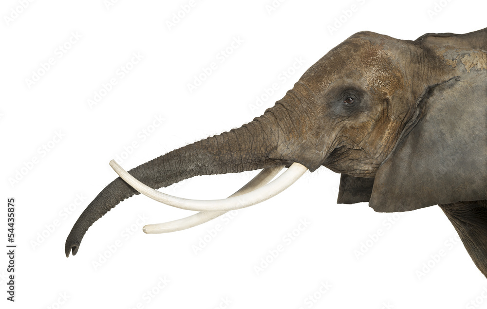 Obraz premium Close up of an African Elephant lifting its trunk, isolated