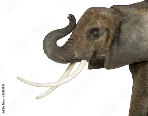 Close up of an African Elephant lifting its trunk  isolated