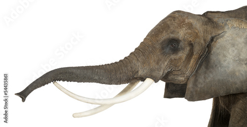 Close up of an African Elephant lifting its trunk, isolated © Eric Isselée