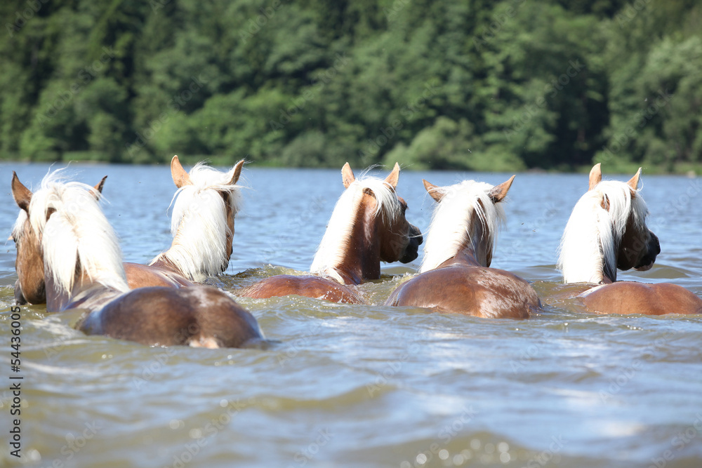 Fototapeta premium Batch of chestnut horses swimming